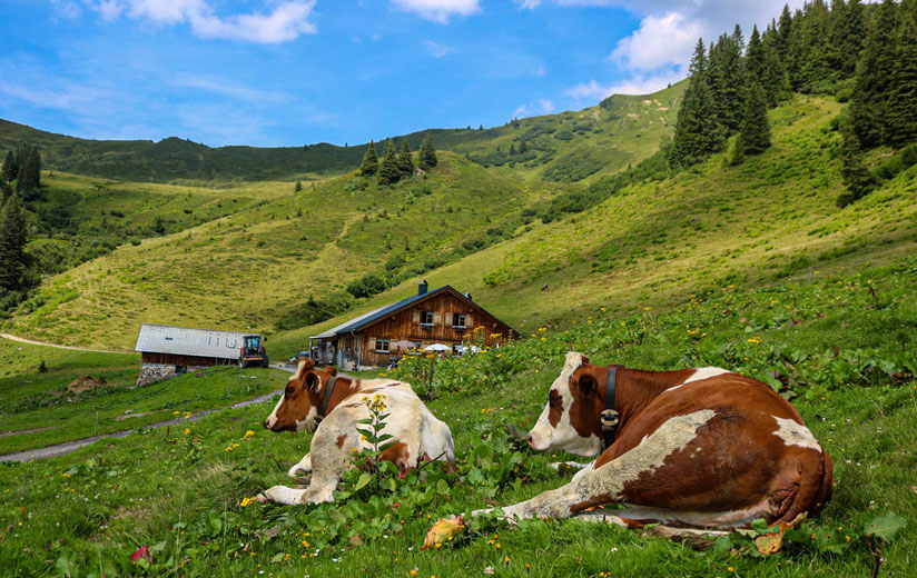 Es geht hoch hinaus: Die traditionelle Dreistufen-Landwirtschaft im Bregenzer Wald