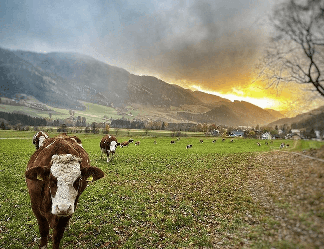 Heumilchkuehe im Herbst