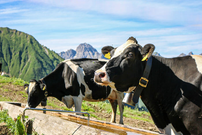 Dreistufen-Landwirtschaft Heumilchkühe