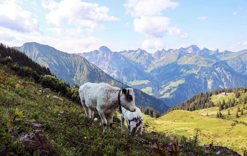 Heumilch-Wissen: Die Tradition der Dreistufen-Landwirtschaft erklärt