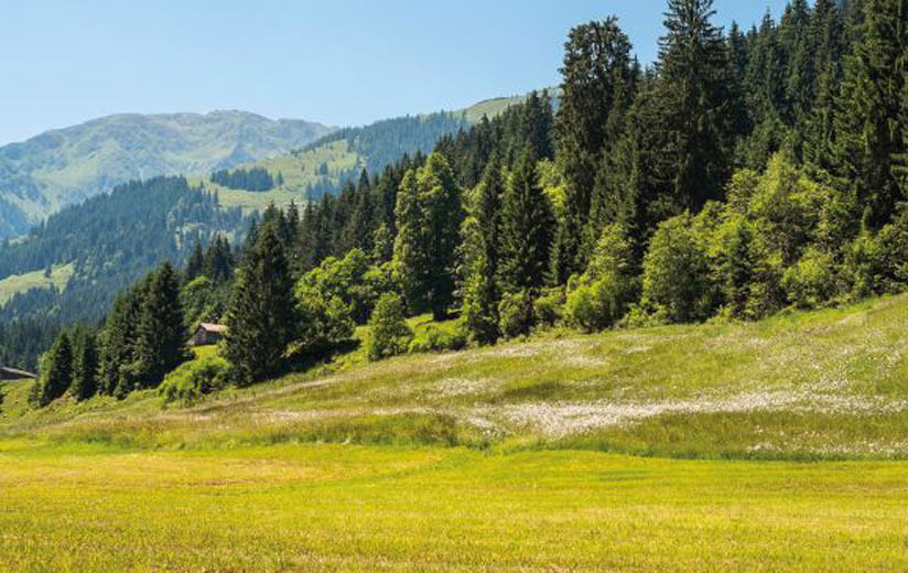 Abgestufter Wiesenbau