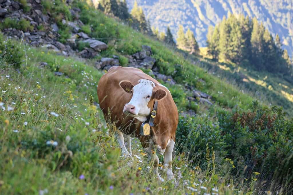 Kuh braun Alpe Neuhornbach