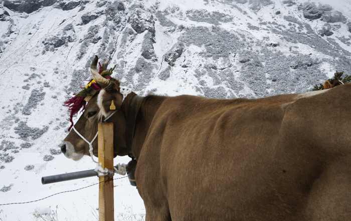 Almabtrieb Schnee