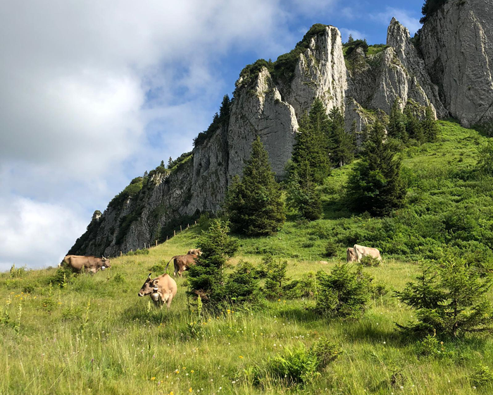 Alpe Bregenzerwald