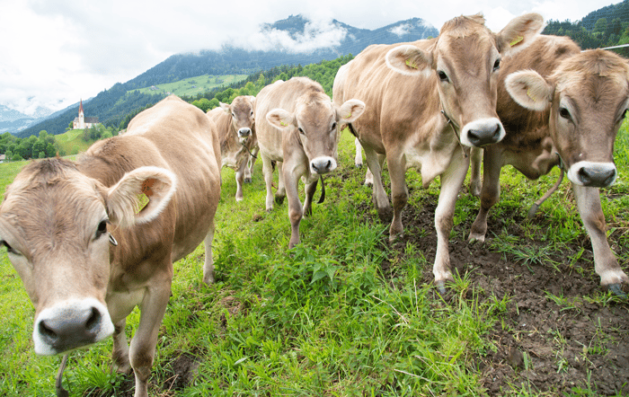 Wertvolle Wiesen, Weiden und Almen: Wie der Boden der Heumilchbauern das Klima schützt