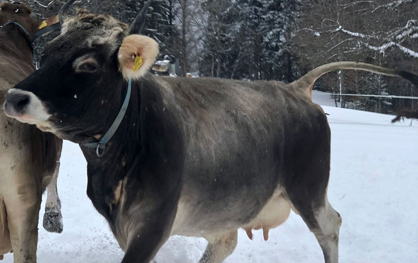 Kuh springt im Schnee