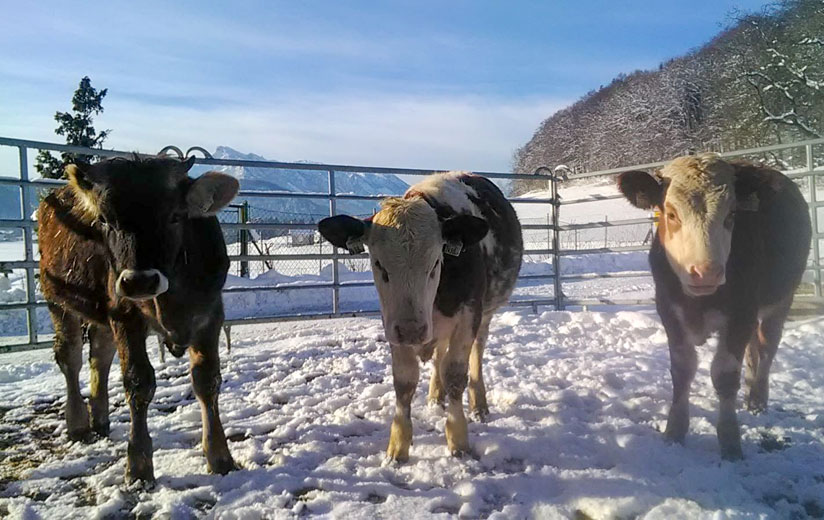 #32: Winter auf dem Heumilchbauernhof