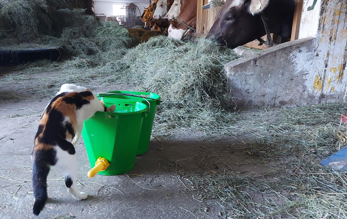 Heumilch mit Kuh und Katze