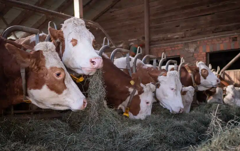 Nach erfolgreicher Weide- und Heusaison: Heumilchbauern starten Winterfütterung