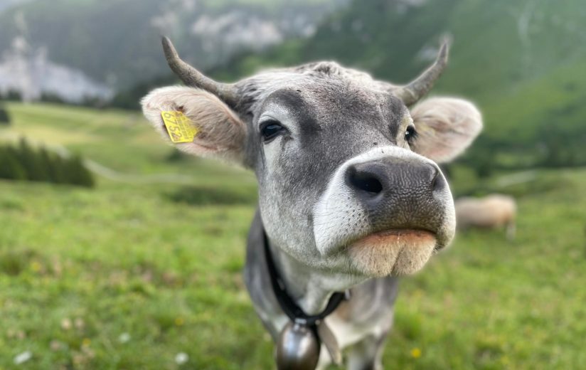 Zukunftsfit #3: Weidezeit ist Wohlfühlzeit – Warum Heumilchkühe so oft draußen sind