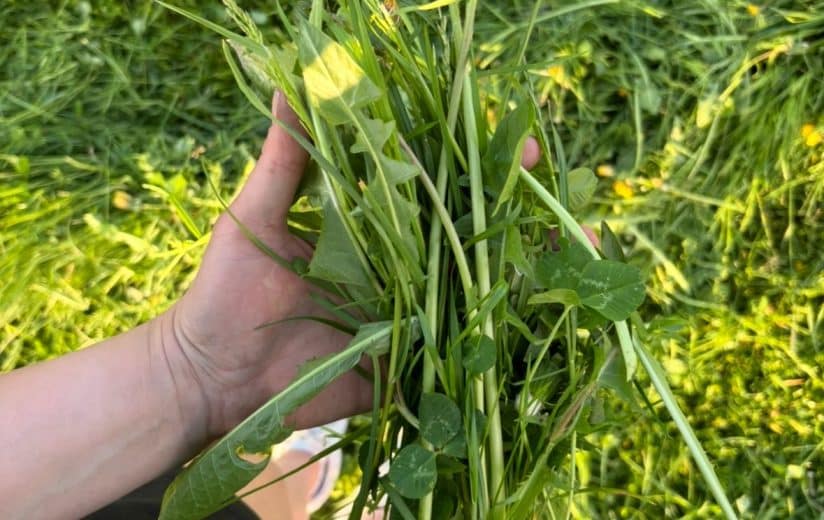 Zukunftsfit #2: Grünlandbasierte Fütterung – So entstehen aus Gras wertvolle Lebensmittel