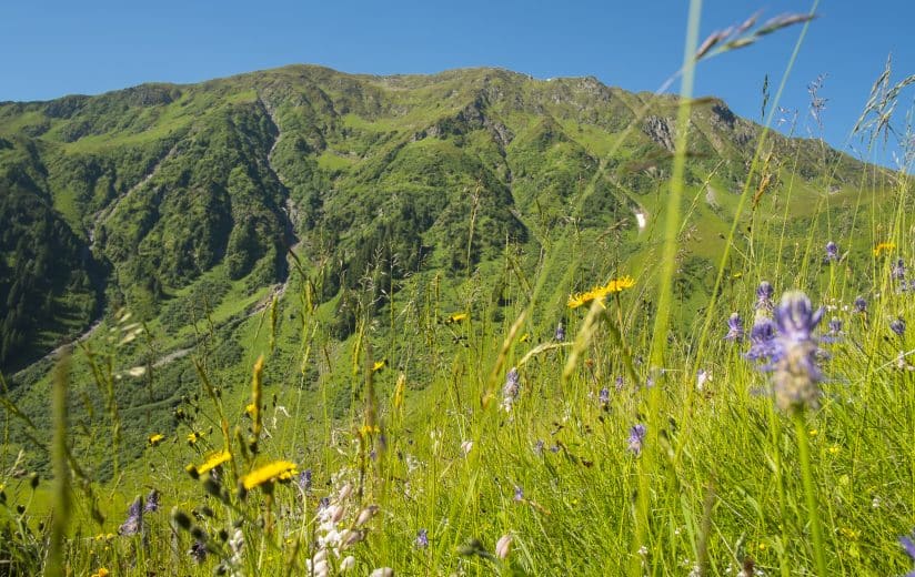 Artenvielfalt Berggebiet