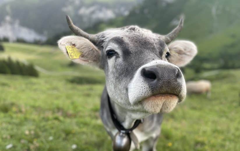 Heumilch-Kuh Alm