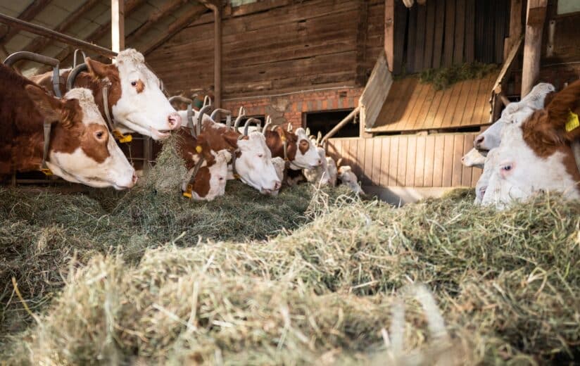 Urgut Leben Journal 11